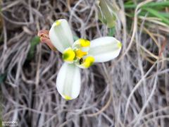 Albuca humilis