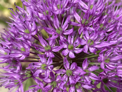Allium giganteum