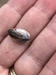 Dreissena polymorpha