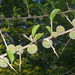 African Osage-Orange - Photo (c) Graeme White, some rights reserved (CC BY-NC), uploaded by Graeme White