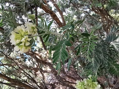 Anthyllis barba-jovis