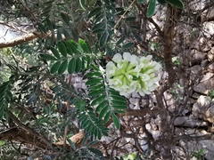 Anthyllis barba-jovis