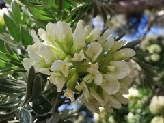 Anthyllis barba-jovis