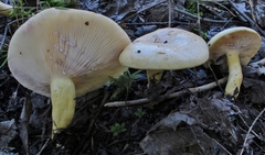 Lactarius salicis-reticulatae