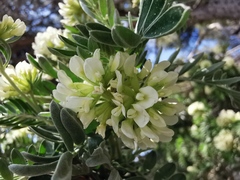 Anthyllis barba-jovis