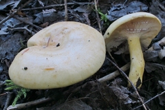 Lactarius salicis-reticulatae