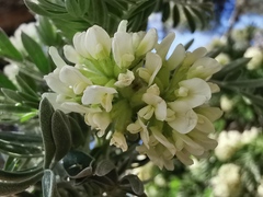 Anthyllis barba-jovis