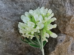 Anthyllis barba-jovis