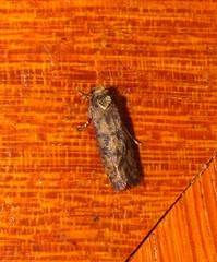 Acrolophinae