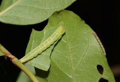 Ledaea perditalis
