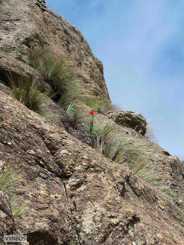 Gladiolus flanaganii, photograph 6