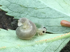 Macrophya alboannulata