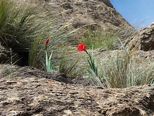 Gladiolus flanaganii, photograph 5