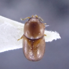 Cis castaneus