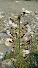 Scrophularia juratensis