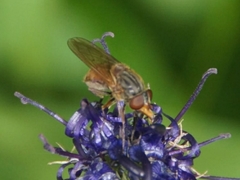 Rhingia campestris