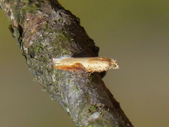 Pseudexentera costomaculana