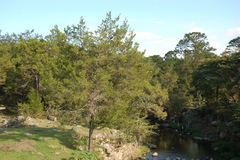 Juniperus gamboana