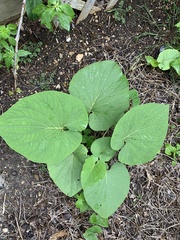 Piperales
