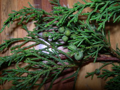 Juniperus gamboana