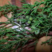 Gambo Juniper - Photo (c) huracan, some rights reserved (CC BY-NC), uploaded by Neptalí Ramírez Marcial