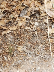 Aspidoscelis exsanguis