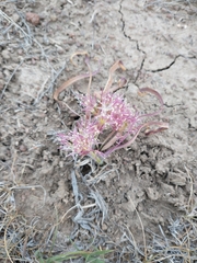 Allium anceps