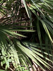 Coluber constrictor priapus