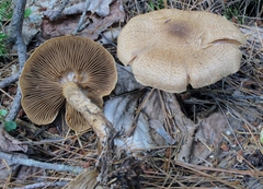 Cortinarius pholideus