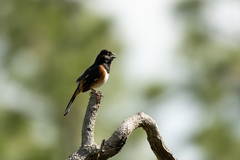 Pipilo erythrophthalmus alleni