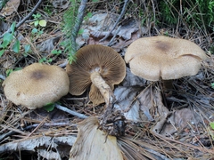 Cortinarius pholideus