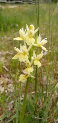 Dactylorhiza insularis