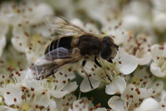 Eristalis arbustorum