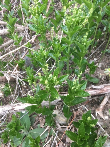 Mercurialis ovata (Mercurialis ovata)