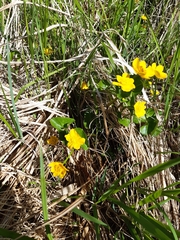 Caltha palustris palustris