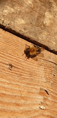 Bombus hypnorum