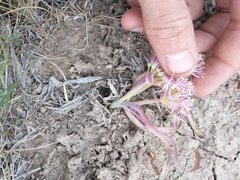 Allium anceps