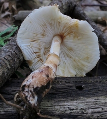 Leucoagaricus brunnescens