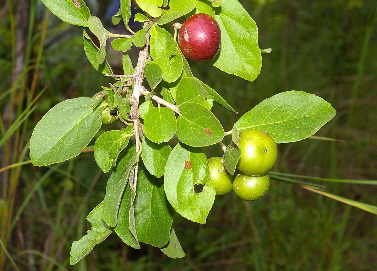 Flacourtia indica