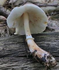 Leucoagaricus brunnescens