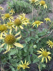 Tetragonotheca repanda