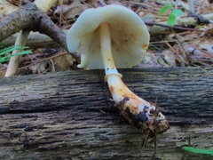 Leucoagaricus brunnescens
