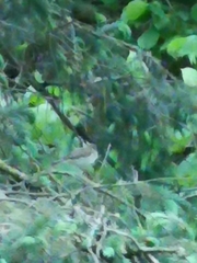 Curruca curruca
