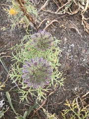 Echinops strigosus