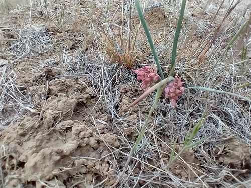 dotted onion (Allium punctum)