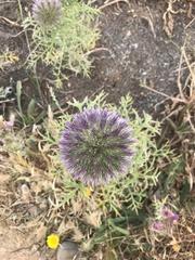 Echinops strigosus