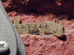 Mediodactylus kotschyi