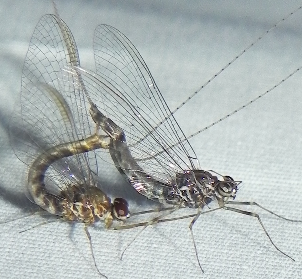 Siphlonuridae