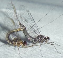 Siphlonurus alternatus