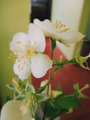 Philadelphus mexicanus